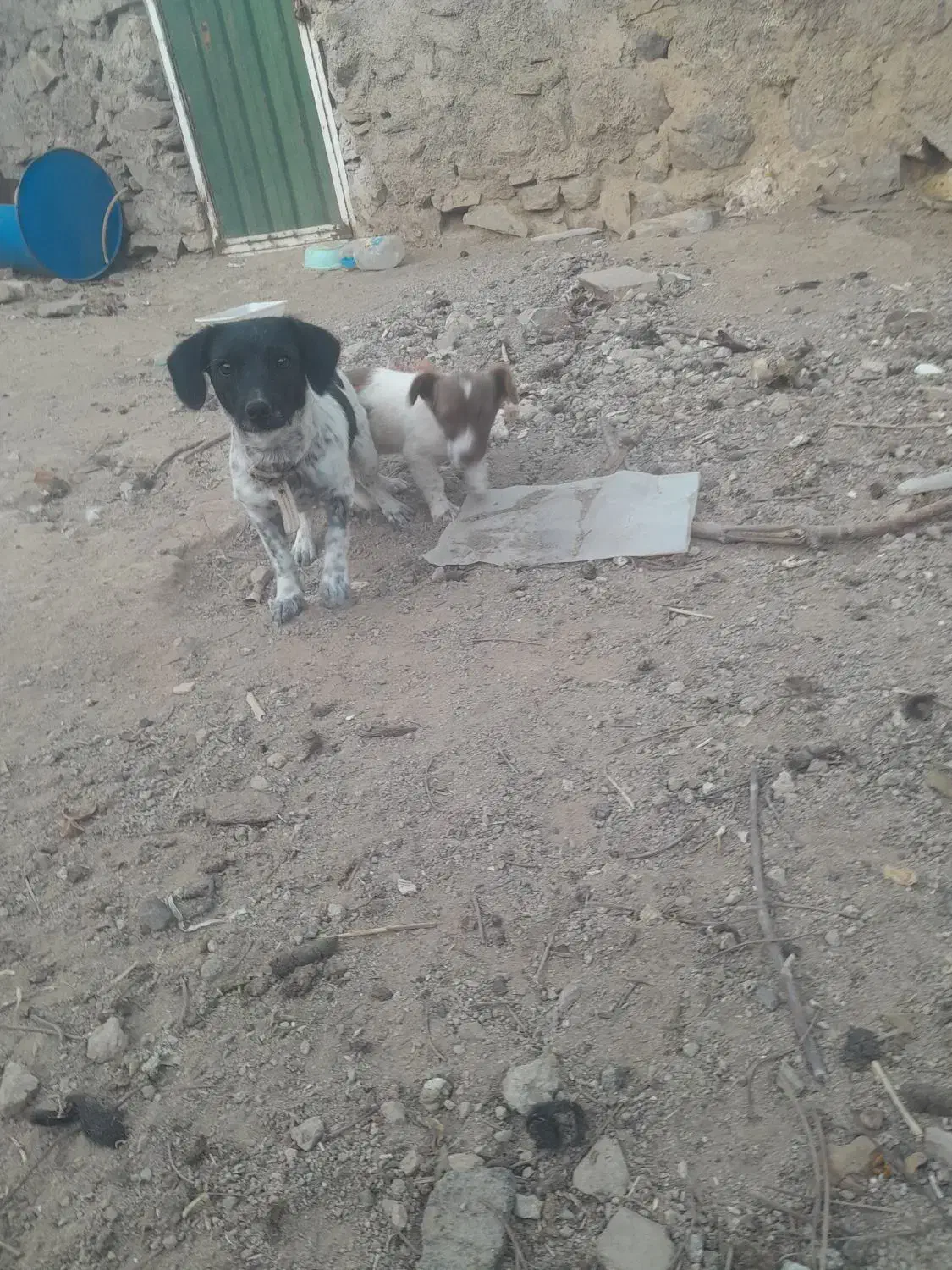 واگذاری پاکوتاه رایگان|سگ|خرمدره, |دیوار