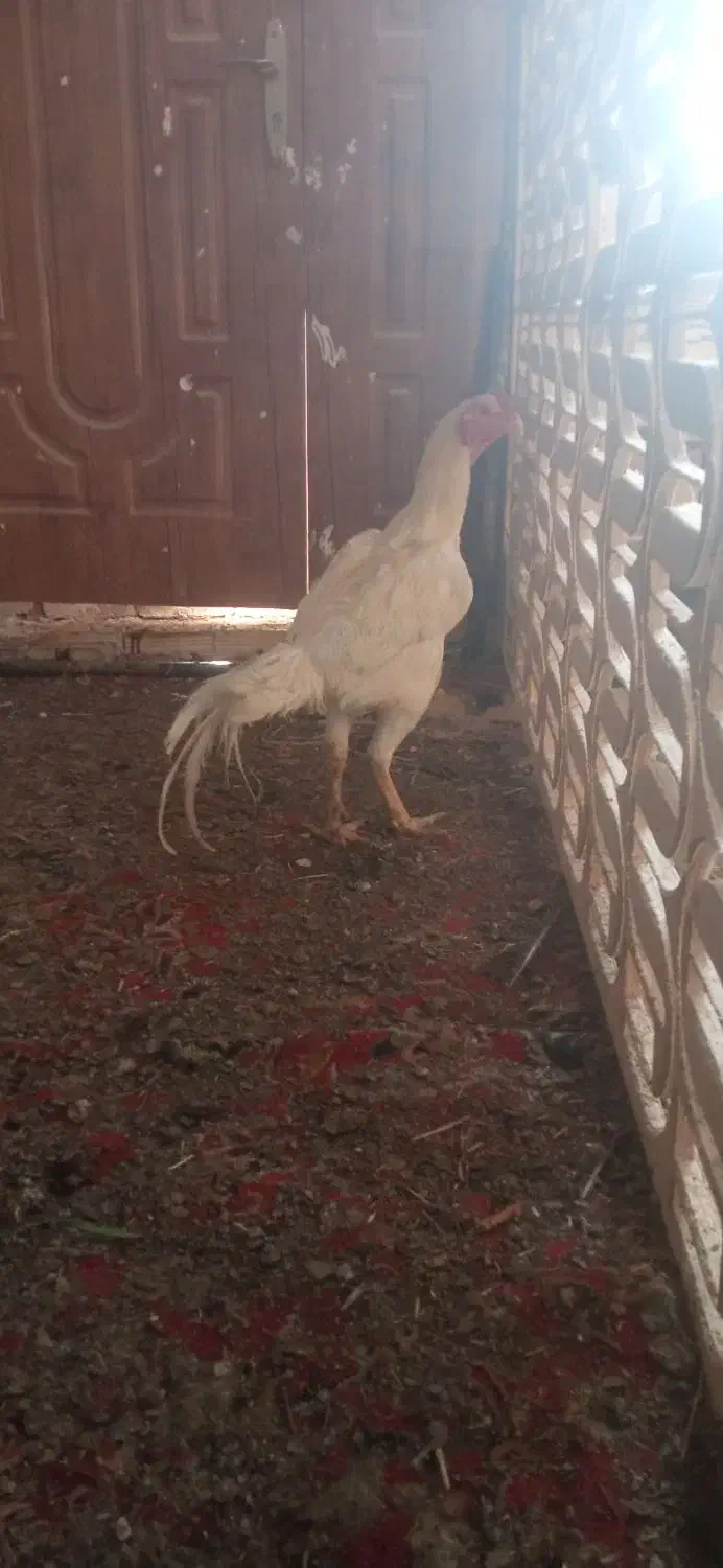 مرغ خروس لاری|حیوانات مزرعه|مشهد, شهرک امام سجاد|دیوار