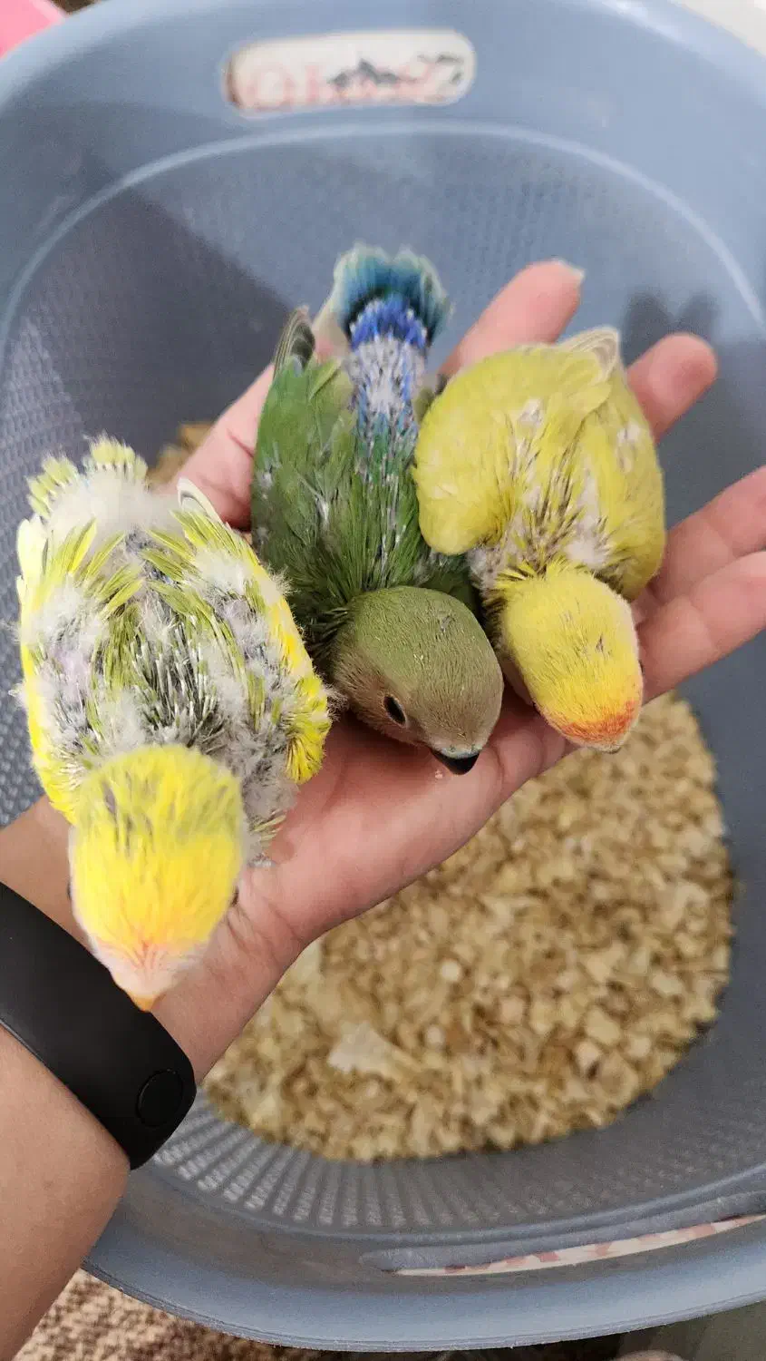 طوطی برزیلی|پرنده|بوشهر, |دیوار