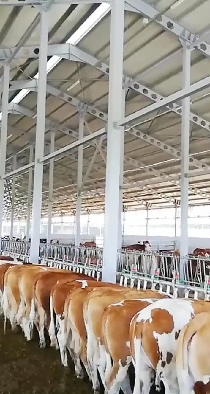 گاوداری|فروش دفتر صنعتی، کشاورزی، تجاری|بستک, |دیوار