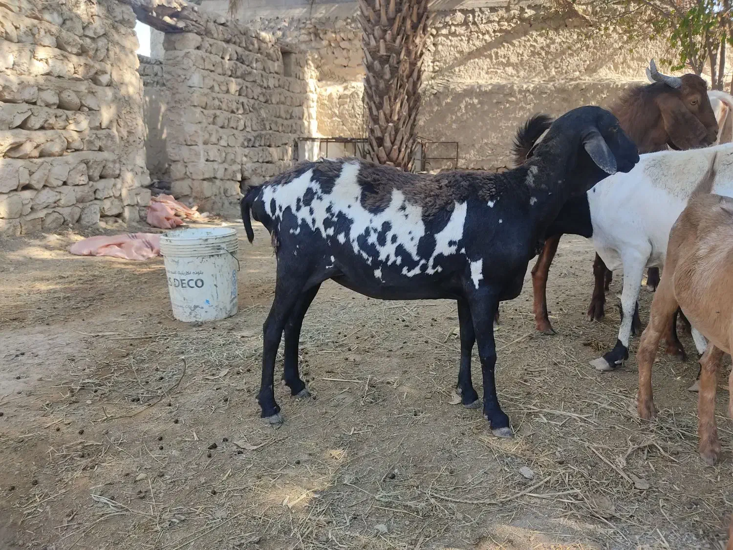 میش صومال ابستن|حیوانات مزرعه|بیرم, |دیوار