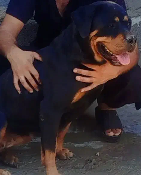 واگذاری روتفایلر|سگ|فورگ, |دیوار