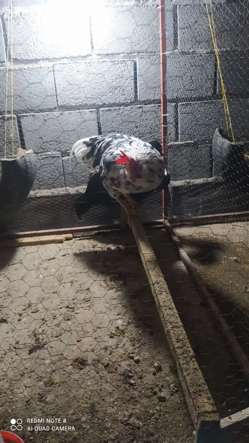 خروس ریش گلین|حیوانات مزرعه|گمیشان, |دیوار