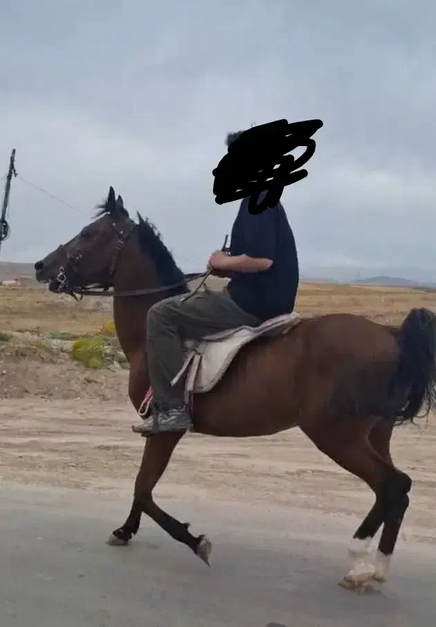 اسب نریون کرد|اسب و تجهیزات اسب‌سواری|نمین, |دیوار