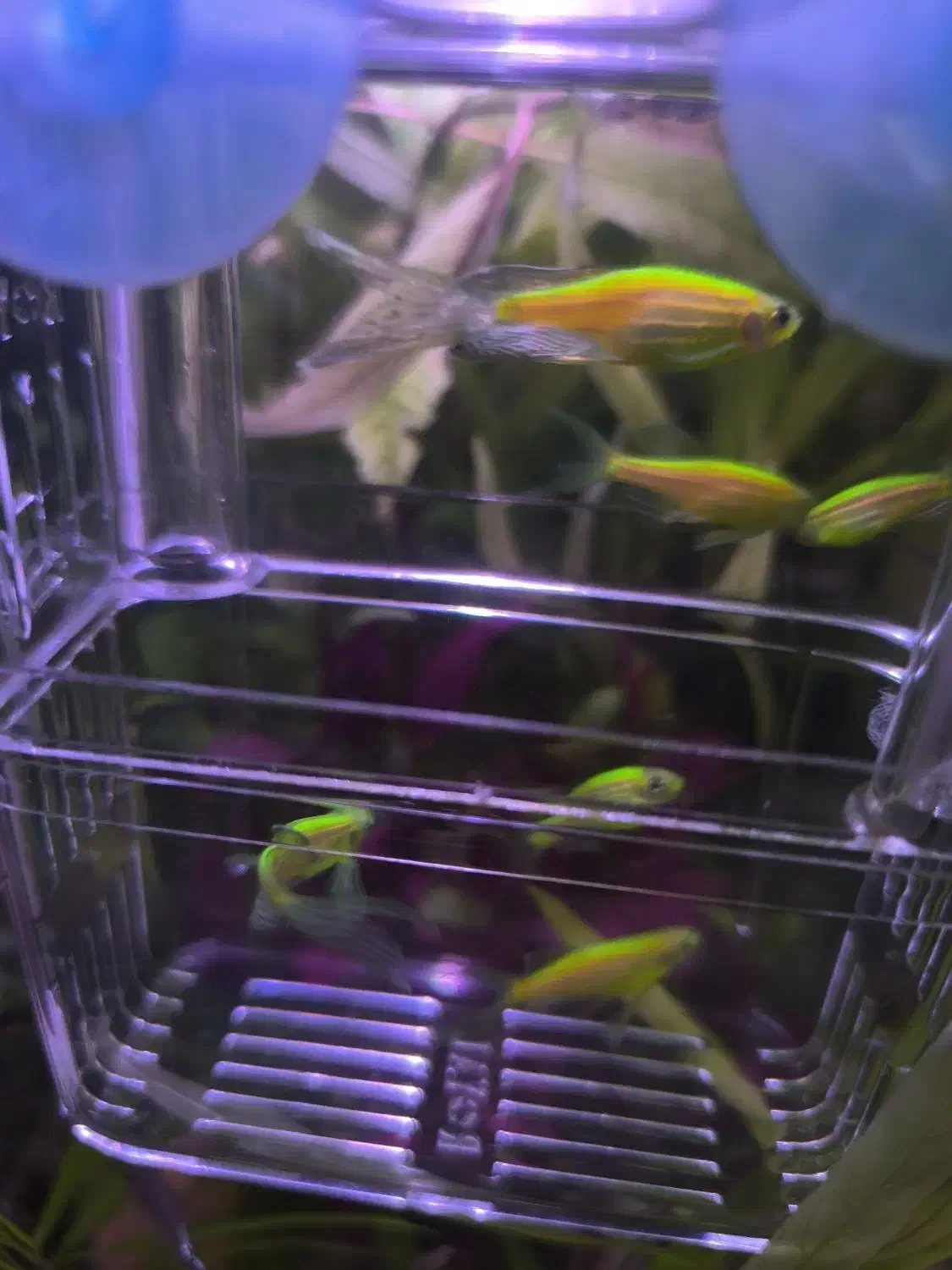 ماهی زبرا سوپر باله|ماهی|زنجان, |دیوار