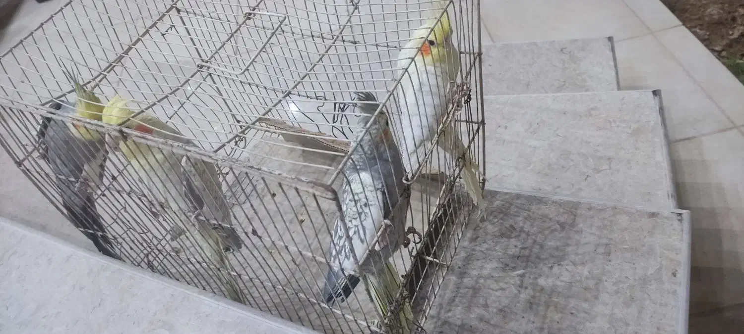 عروس هلندی|پرنده|بافق, |دیوار