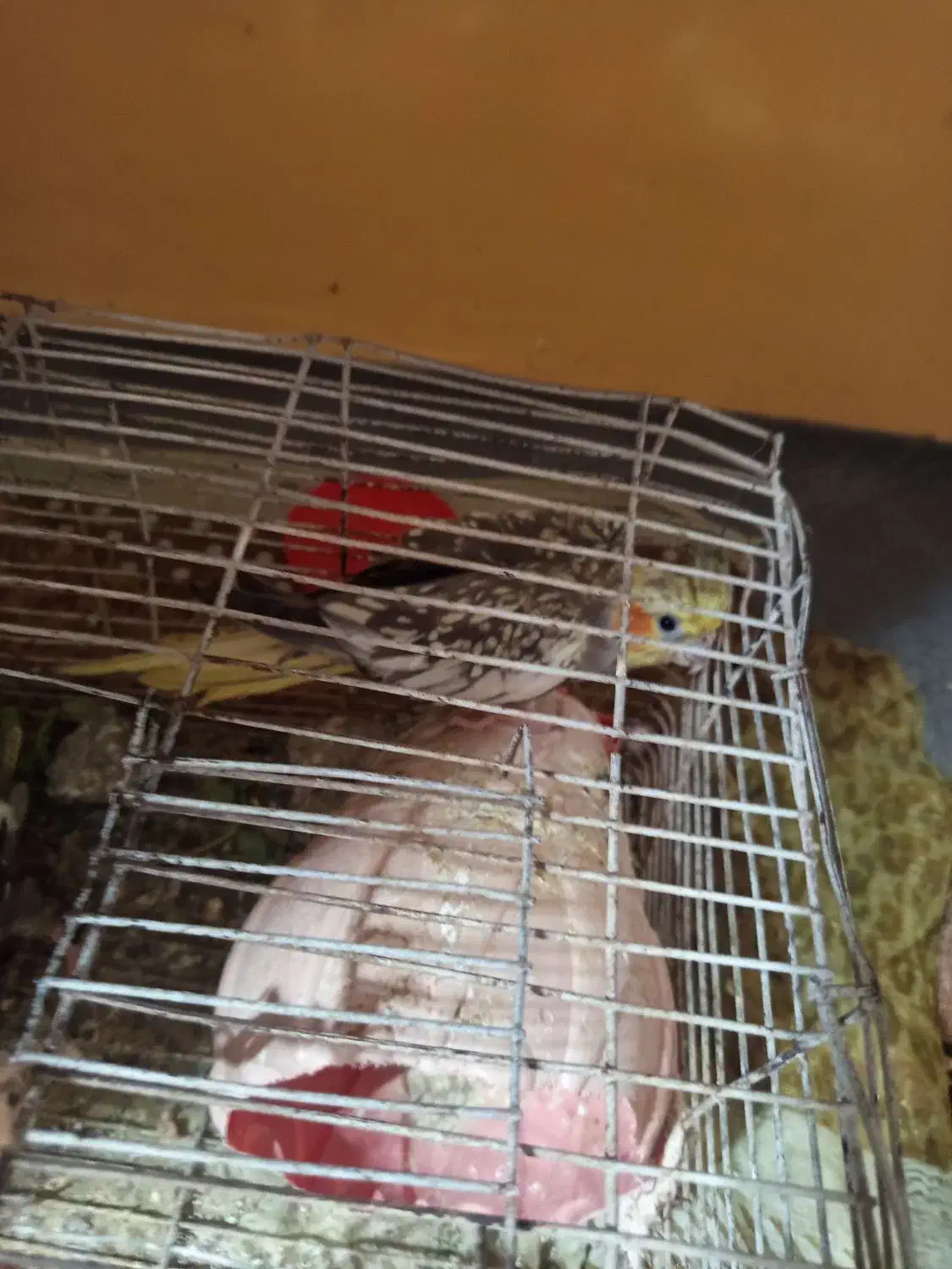 عروس هلندی|پرنده|ریگ, |دیوار