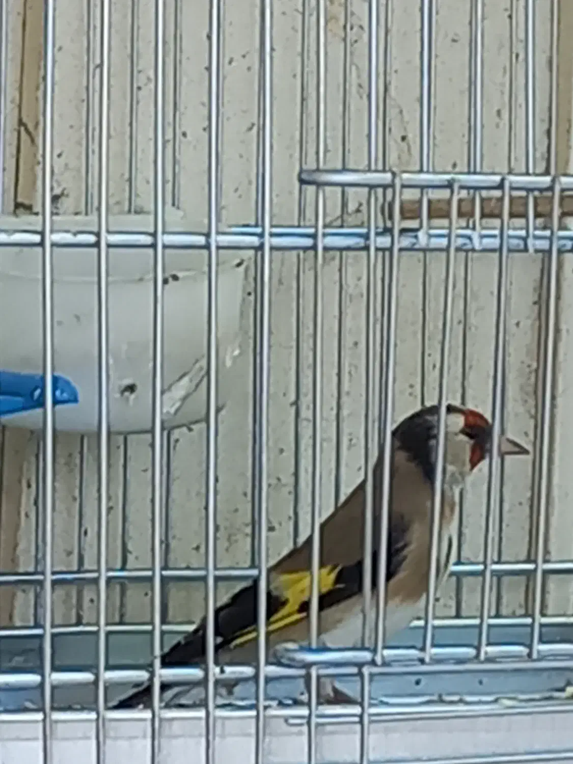 سهره نرشلاقی و شلوسفت|پرنده|برخوار, |دیوار