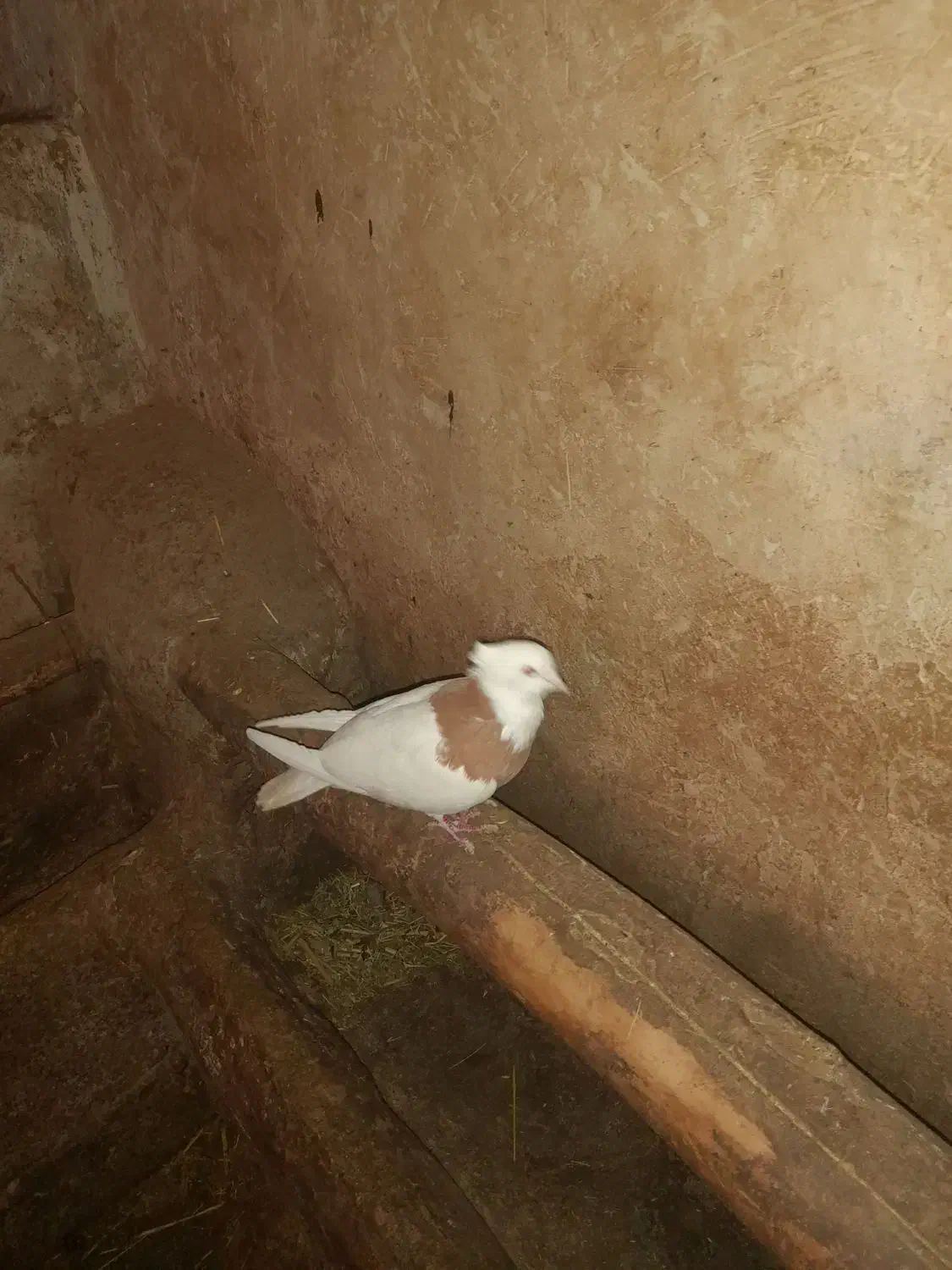 ۱ عدد طوقی زرد رنگ نر|پرنده|مهربان, |دیوار