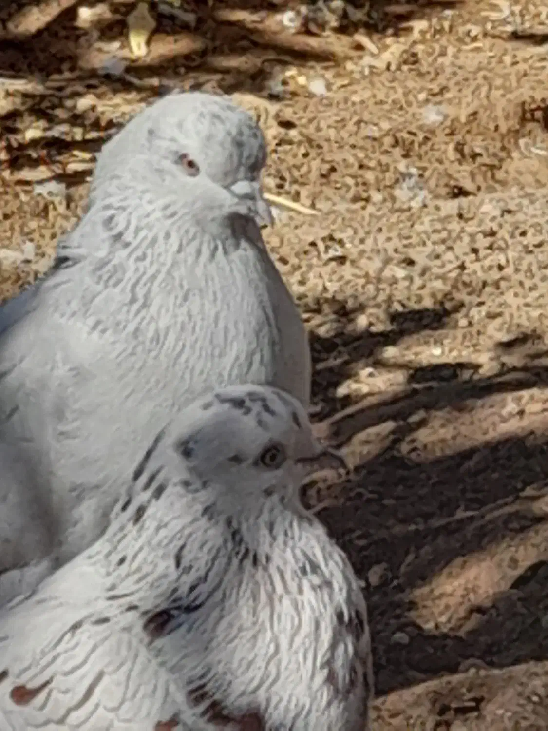 کبوتر|پرنده|ابهر, |دیوار