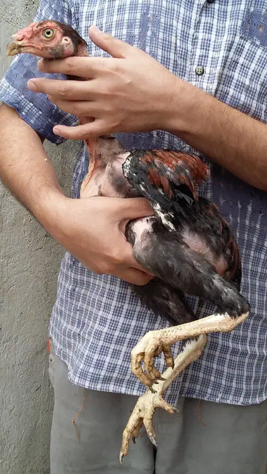 جوجه خروس لاری اصیل ( عکسها قدیمی هستن )|حیوانات مزرعه|ساری, |دیوار