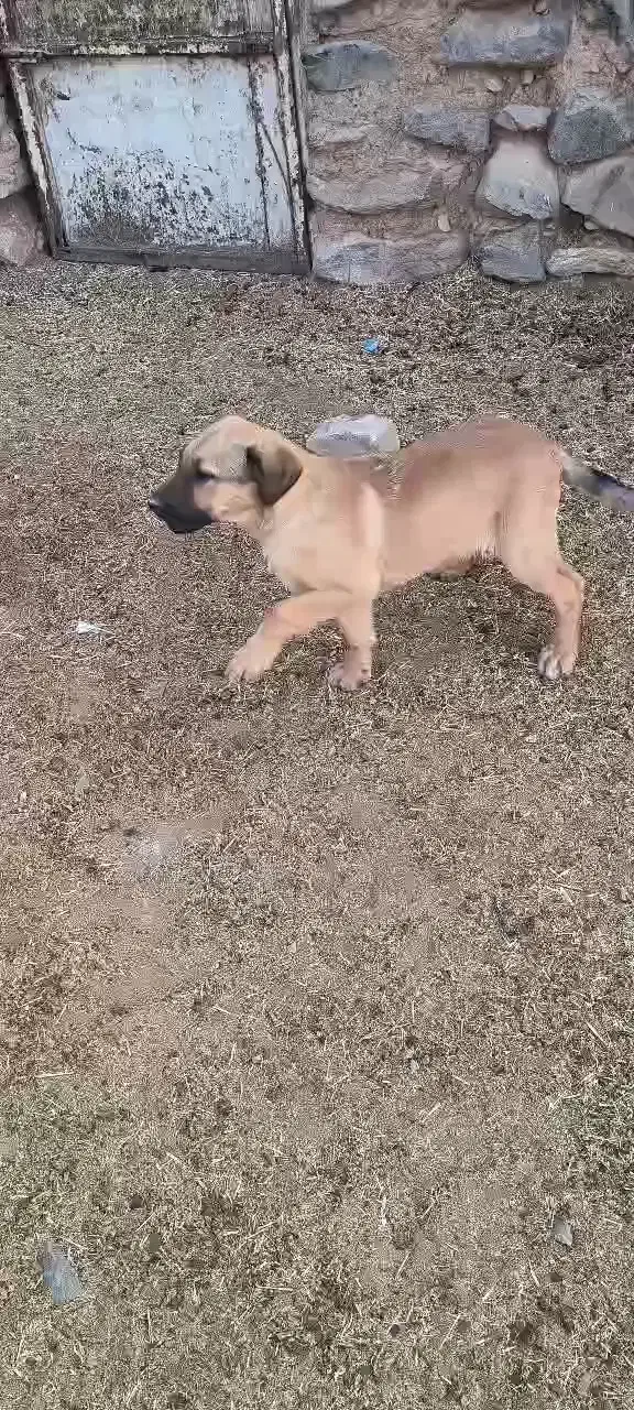 یک توله سرابی ماده دوماه نیم دهن باک به شرت|سگ|سلفچگان, |دیوار