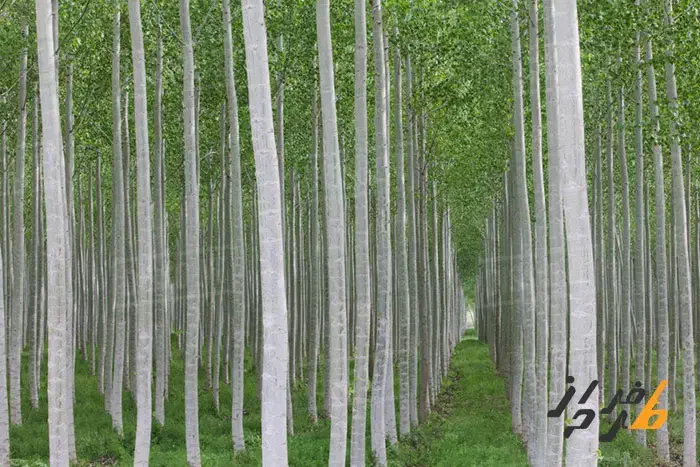 فروش صنوبر و شمشاد طلایی و سبز|گل و گیاه طبیعی|عباسآباد, |دیوار