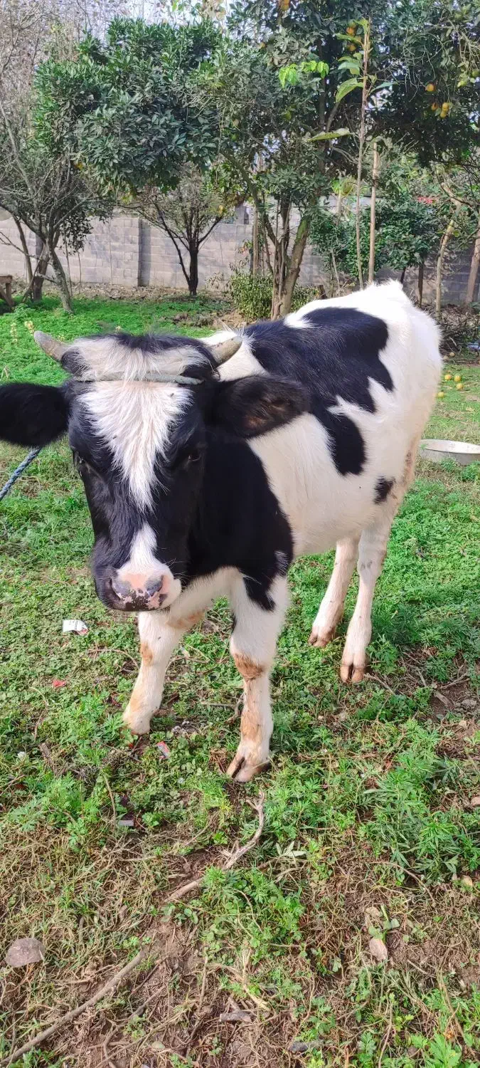 لیشه هلشتاین اصیل|حیوانات مزرعه|آستانه اشرفیه, |دیوار