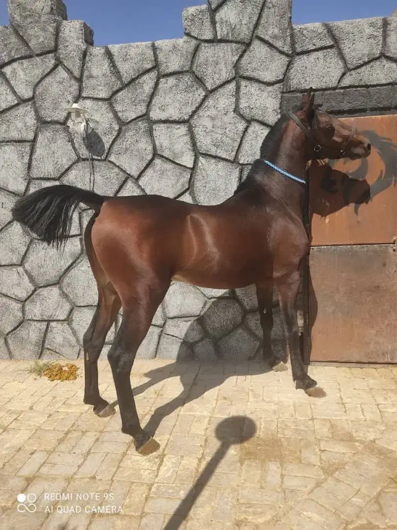 نریون سواری دار|حیوانات مزرعه|بن, |دیوار