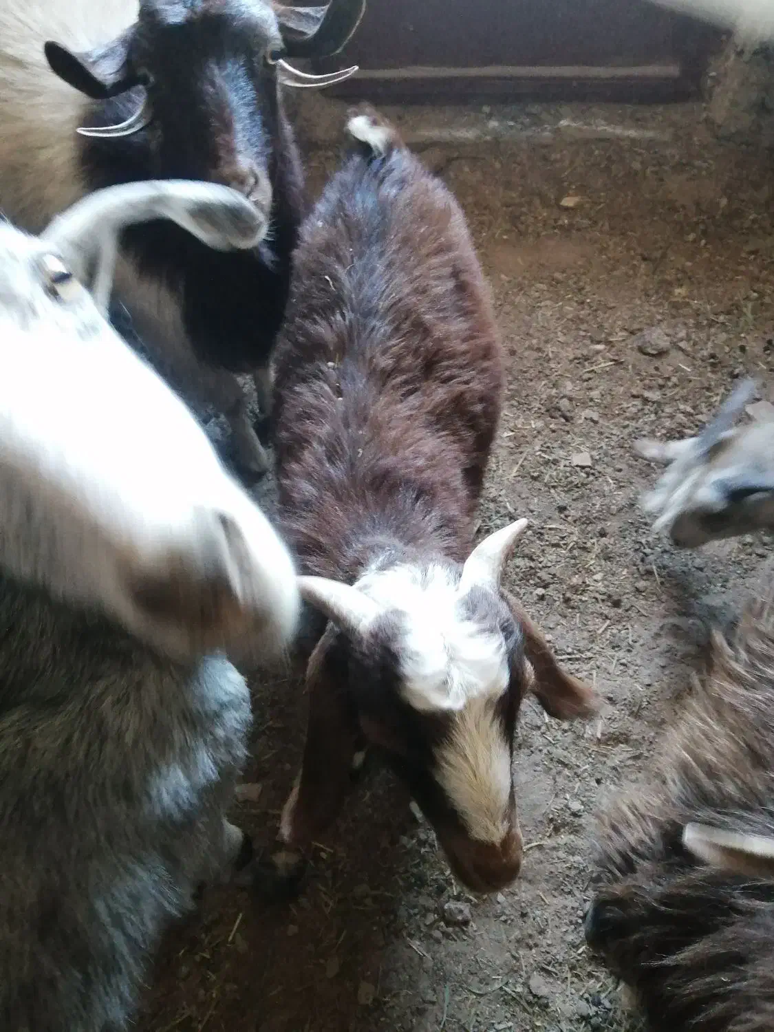 فروخته می شود|حیوانات مزرعه|بم, |دیوار