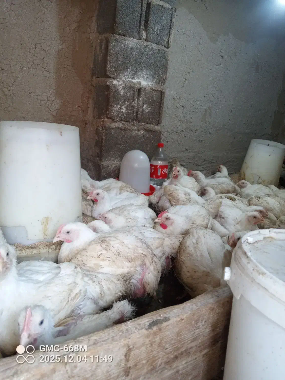 مرغ اوگانیک|حیوانات مزرعه|گمیشان, |دیوار