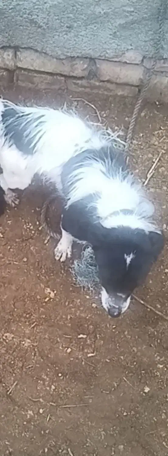 سگ پاکوتاه|سگ|طاغنکوه, |دیوار