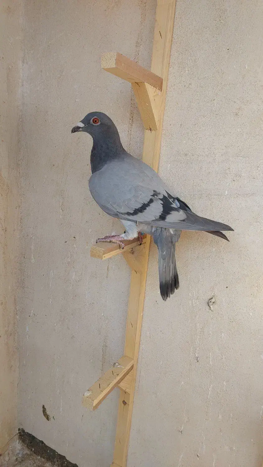 جوجه المانی|پرنده|مشهد, رضاییه|دیوار