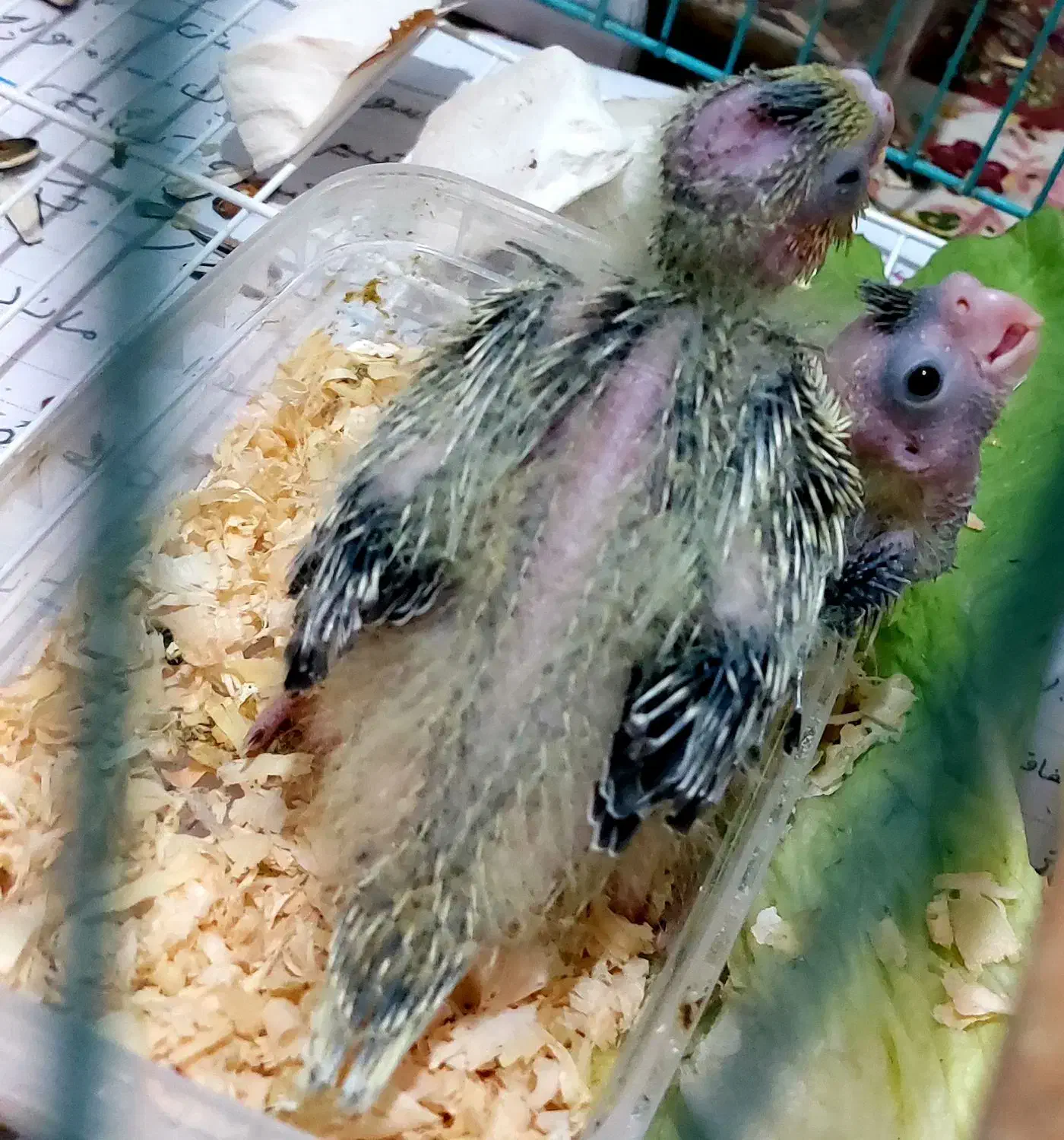 سرلاکی|پرنده|رامهرمز, |دیوار