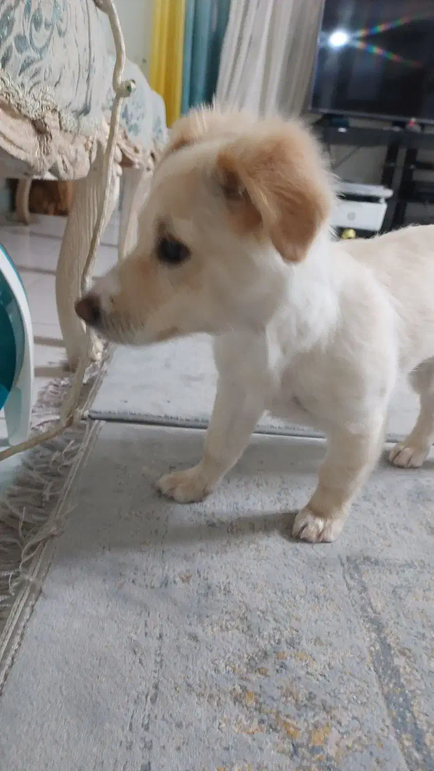 ویلو آماده واگذاری|سگ|تهران, شهرک صدرا|دیوار