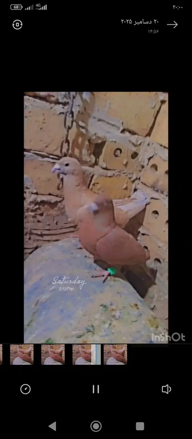 نر ماده زرد سرخ|پرنده|رشتخوار, |دیوار