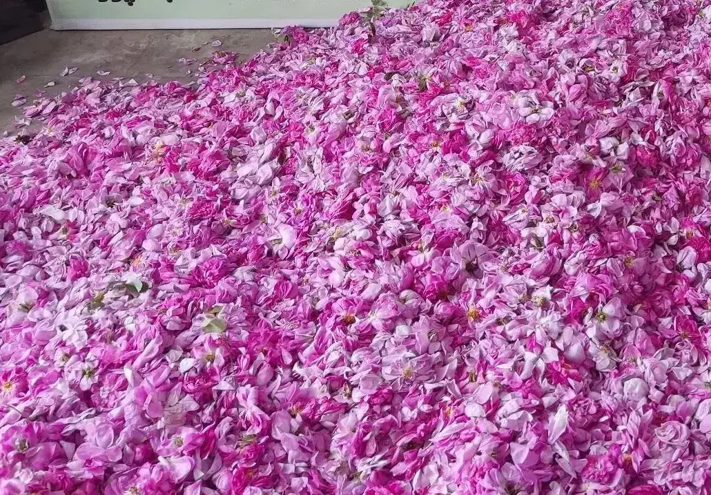 گلاب دواتشه وعرقیجات لاله زار|خوردنی و آشامیدنی|لاله زار, |دیوار