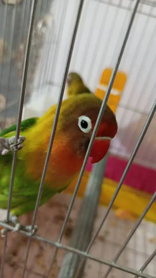 طوطی برزیلی فیشر کامل با وسایل|پرنده|شوشتر, |دیوار