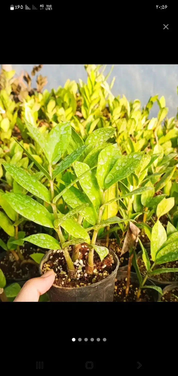 باغبانیوفضایسبز|خدمات باغبانی و درختکاری|زرگرشهر, |دیوار