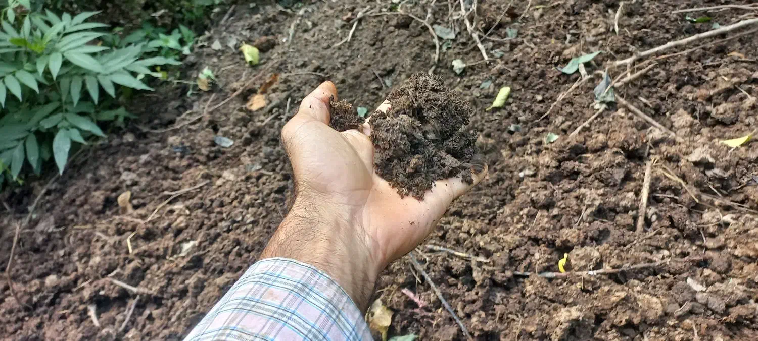 فروش کود حیوانی گاو|خدمات باغبانی و درختکاری|املش, |دیوار