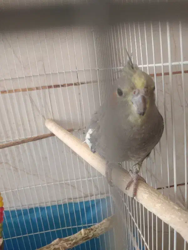 عروس هلندی|پرنده|بردسیر, |دیوار