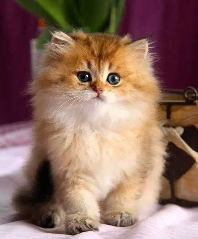 گربه‌های اشرافی و خاص/|گربه|شیراز, ارم|دیوار