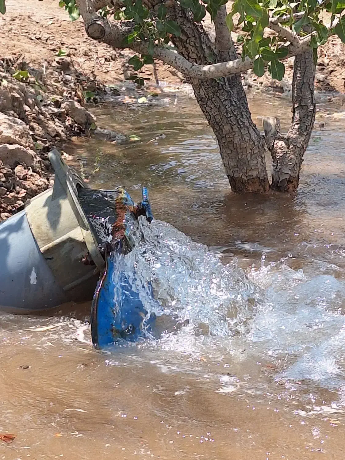 زمین پسته|فروش زمین و ملک کلنگی|کشکوئیه, |دیوار