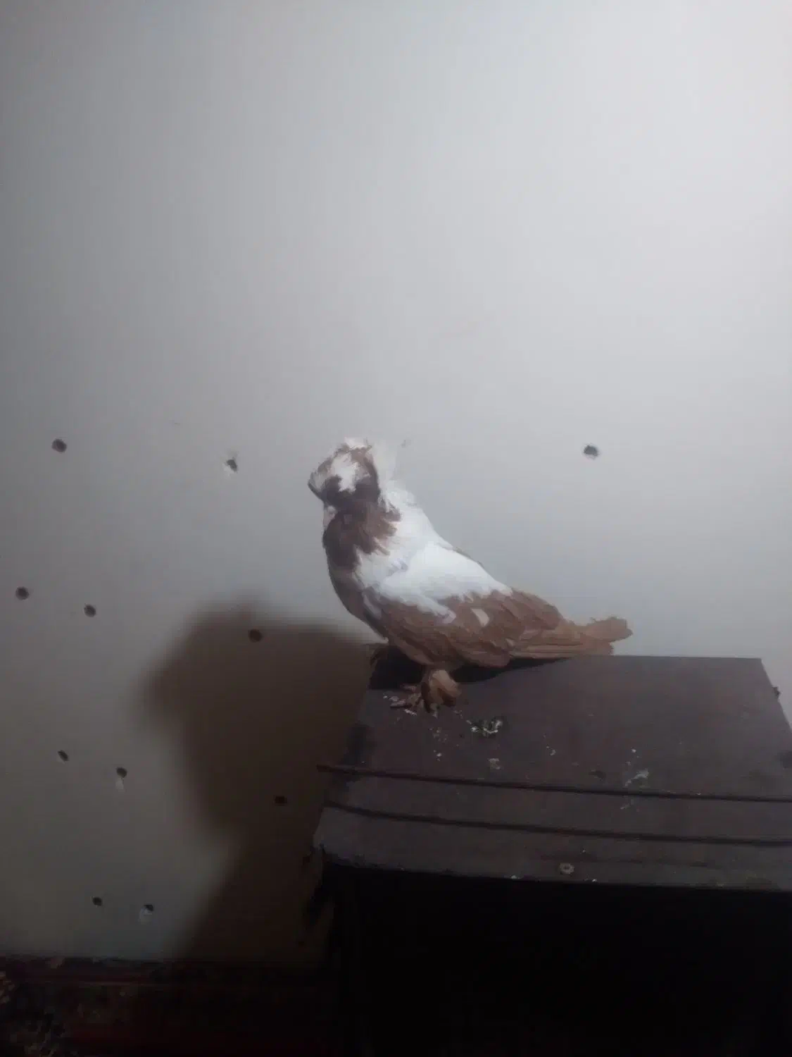 کاکلی نر|پرنده|اردبیل, |دیوار