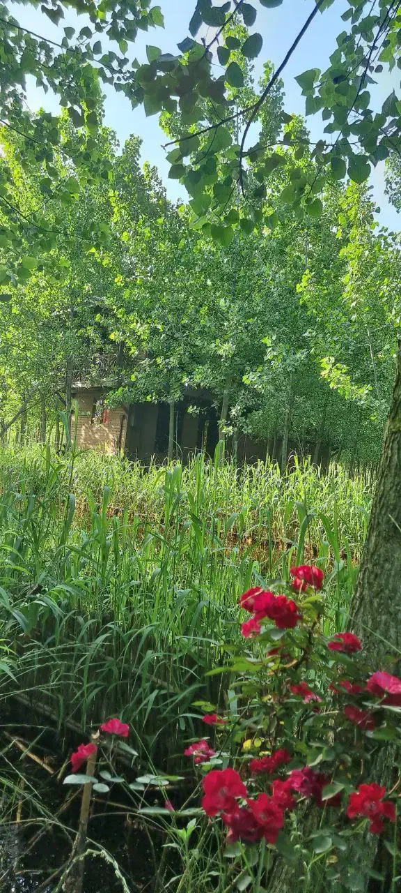 ویلای چوبی در آغوش سبز طبیعت|فروش خانه و ویلا|شاهین‌شهر, پاسداران|دیوار