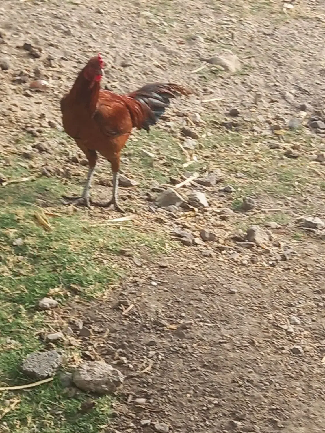 خروس لاری|حیوانات مزرعه|بافت, |دیوار