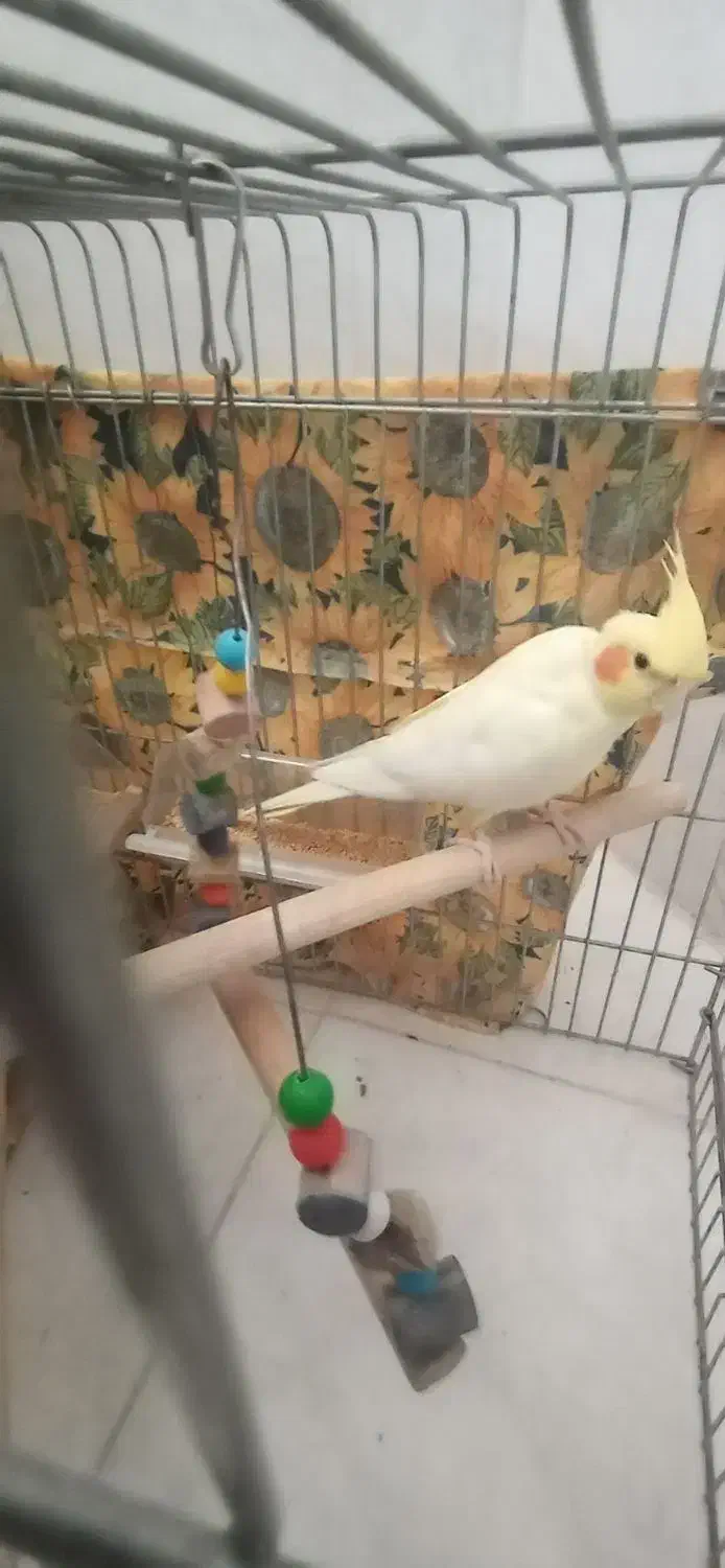 عروس هلندی نروماده|پرنده|قاهان, |دیوار