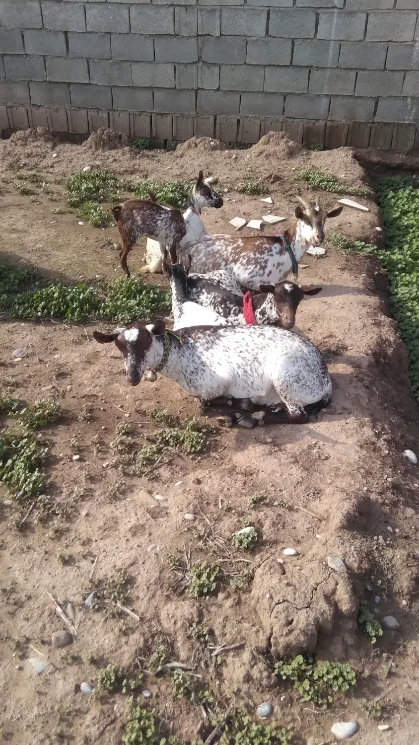 بز وبیگ سانت|حیوانات مزرعه|دزفول, |دیوار