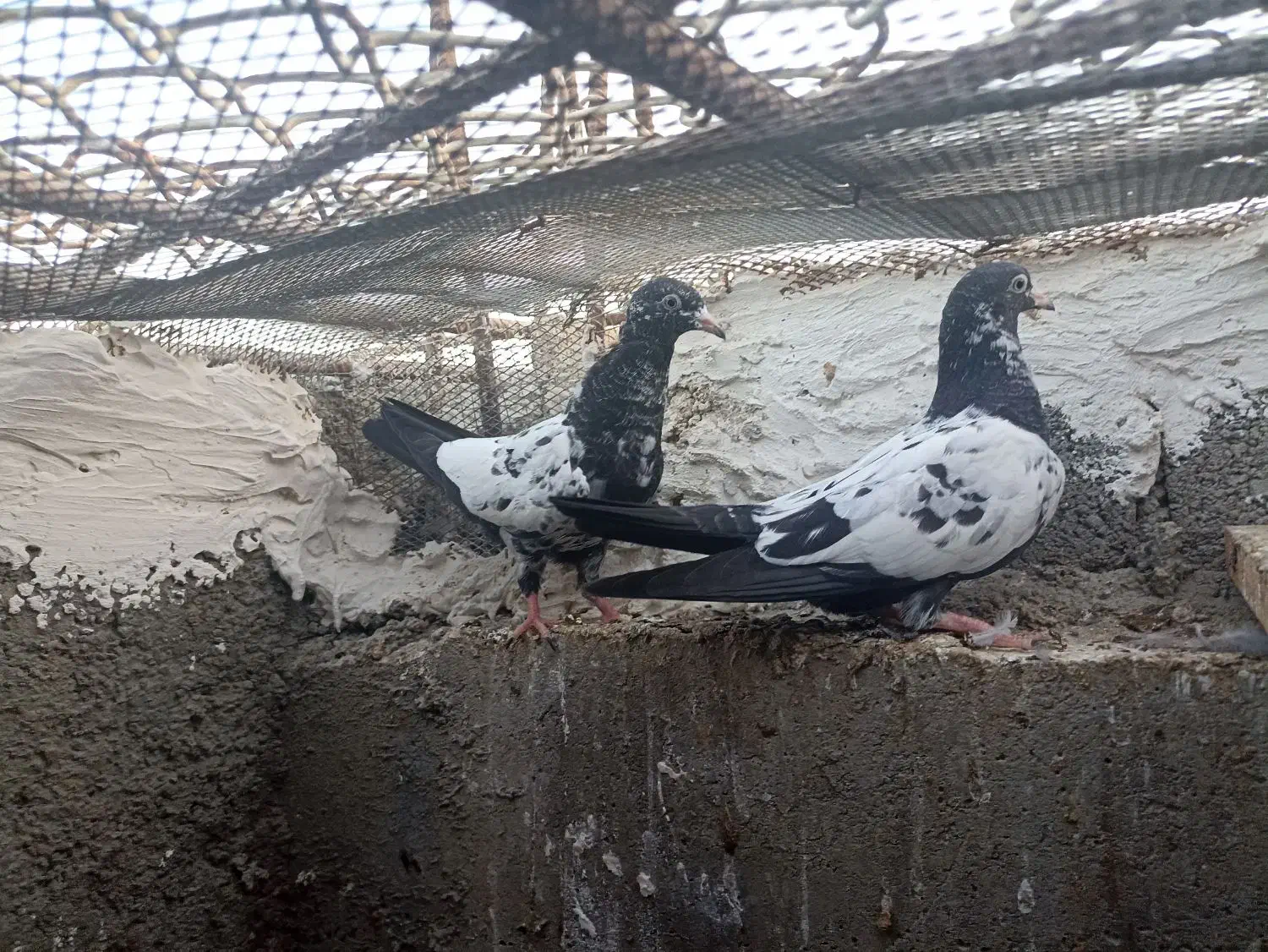 ک،ب،و،ت،ر|پرنده|چابهار, |دیوار