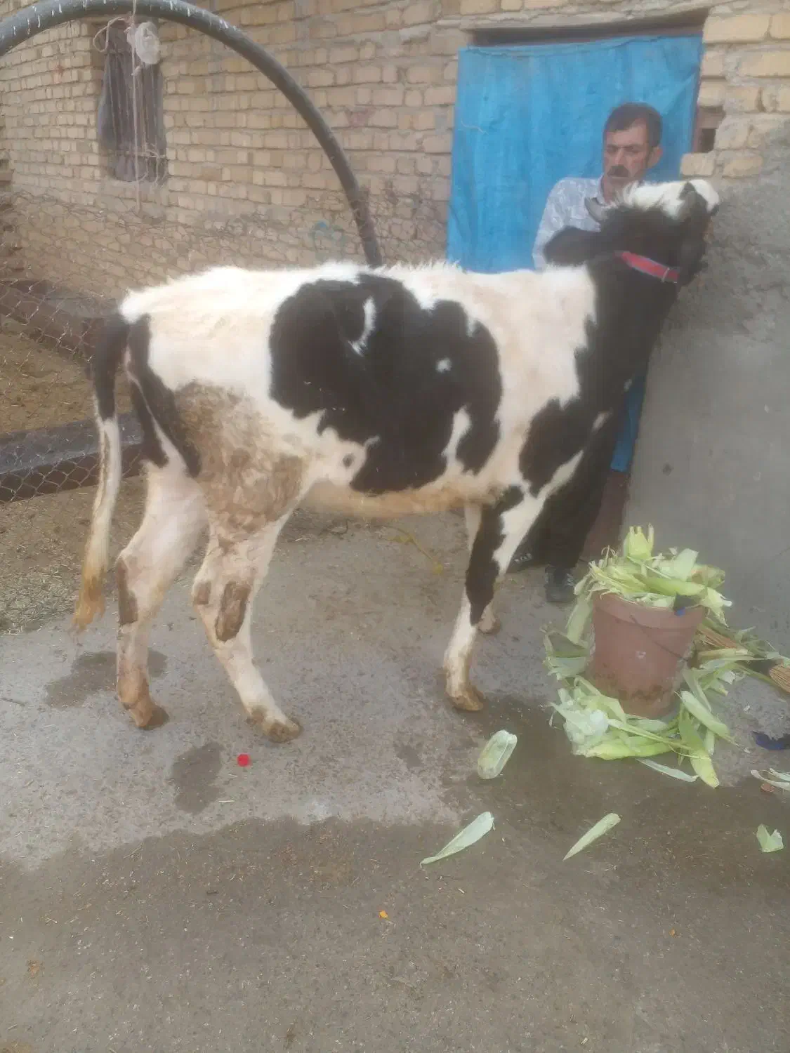 ۱ عدد گوساله ماده فروش بروجرد قلعه نو حکیمی|حیوانات مزرعه|بروجرد, |دیوار