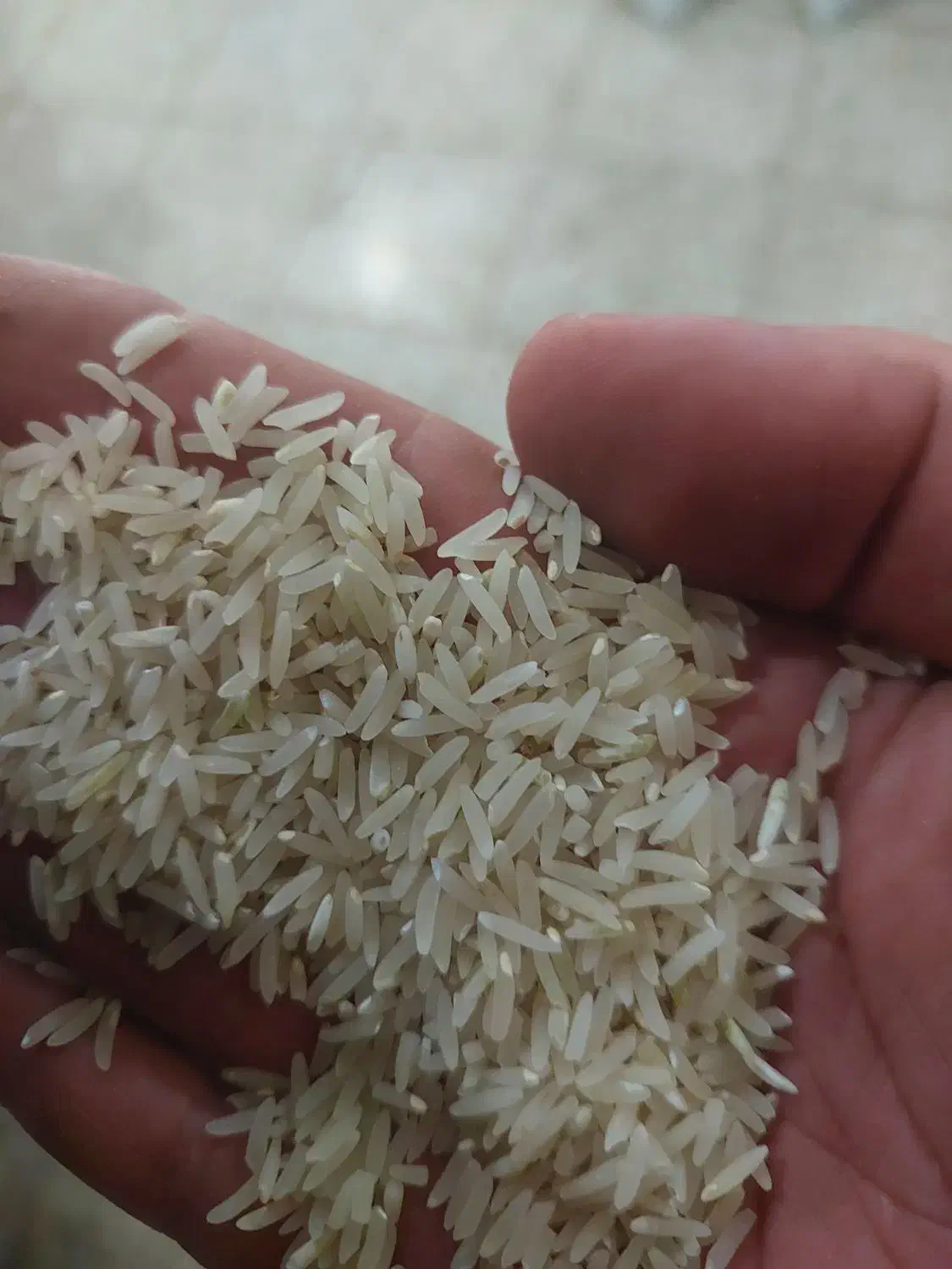 خرید وفروش انواع برنج ایرانی فجر.هاشمی.خرده برنج|عمده‌فروشی|شیراز, فرهنگ شهر|دیوار