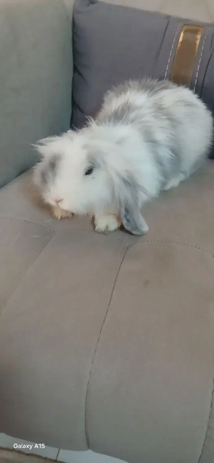 خرگوش لوپ اصیل|موش و خرگوش|مشهد, پنجتن|دیوار