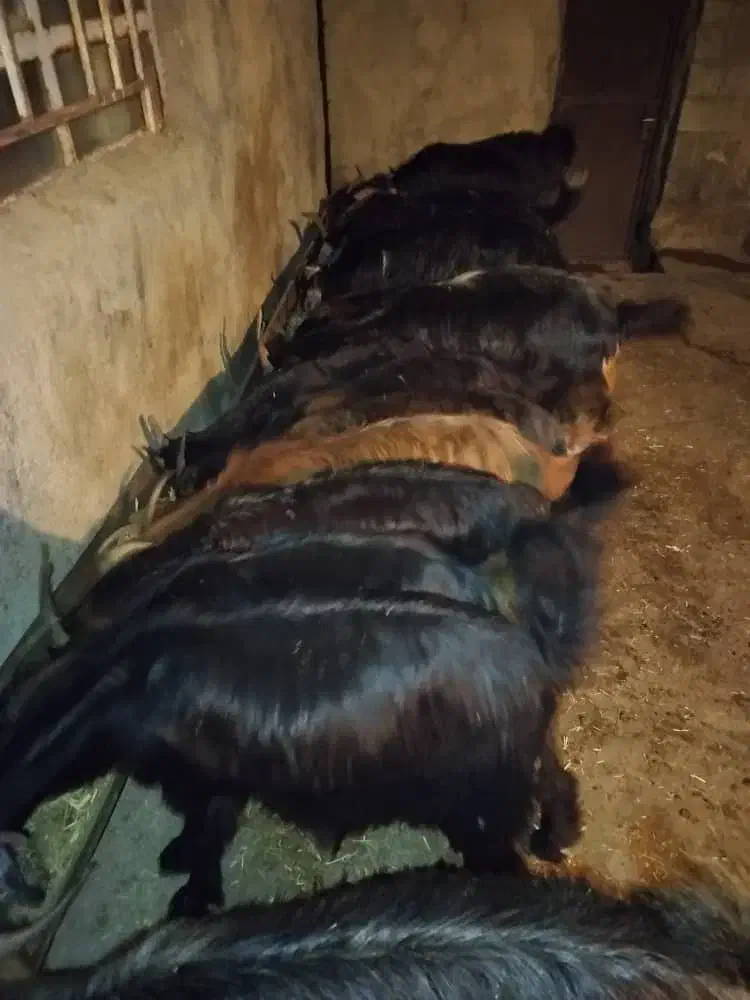 فروش ۱۰تا بز ابستن و چند کهره نر|حیوانات مزرعه|سوق, |دیوار