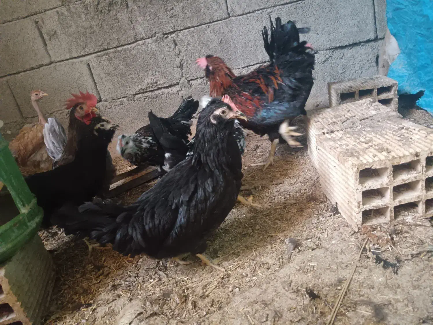 تعدادی نیمچه مرغ مینیاتوری و پاکوتاه|حیوانات مزرعه|برازجان, |دیوار