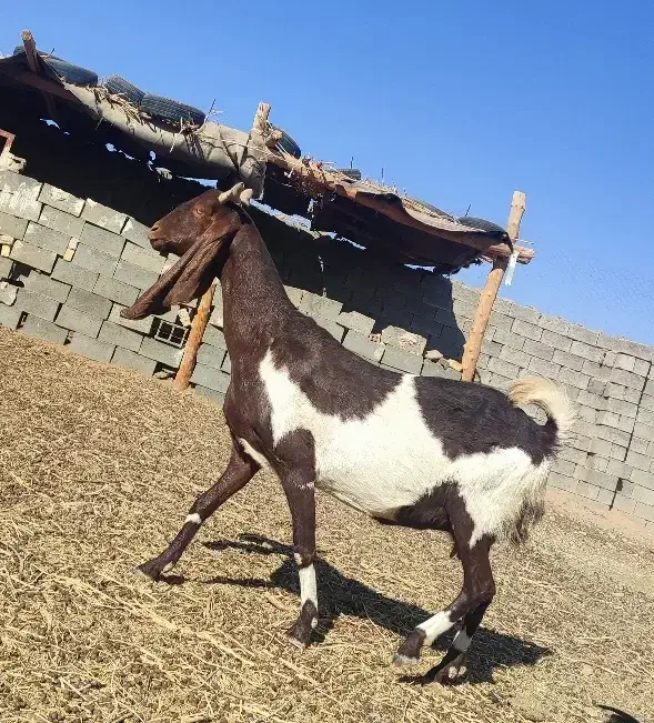 بز گلابی کاموری پنجاب پاکستانی|حیوانات مزرعه|خواف, |دیوار
