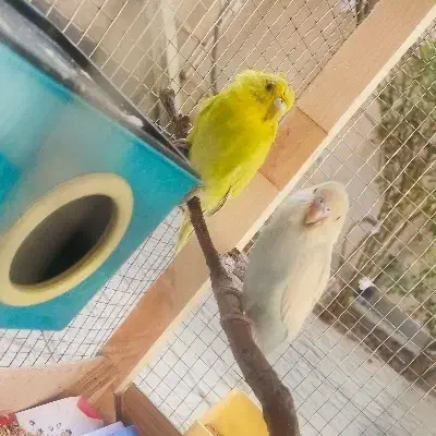 مرغ عشق جوان|پرنده|طرقبه, |دیوار