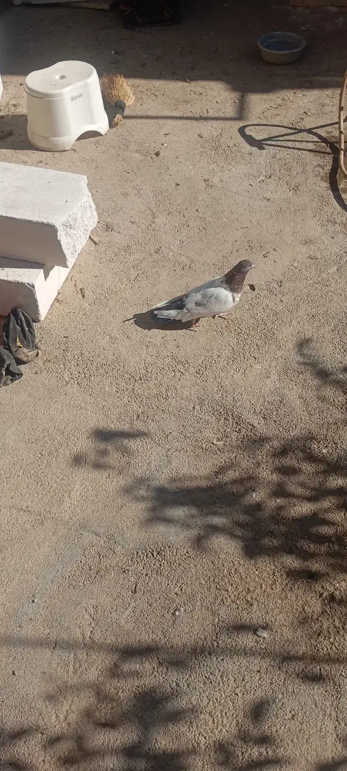 اوچان|پرنده|خرمدره, |دیوار