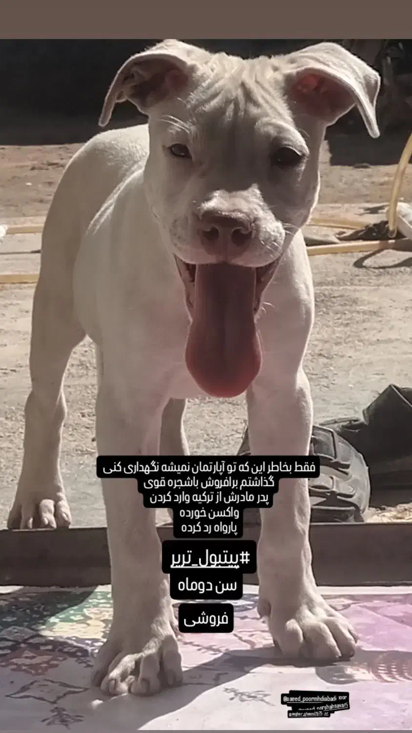 پیت بول|سگ|سیرجان, |دیوار