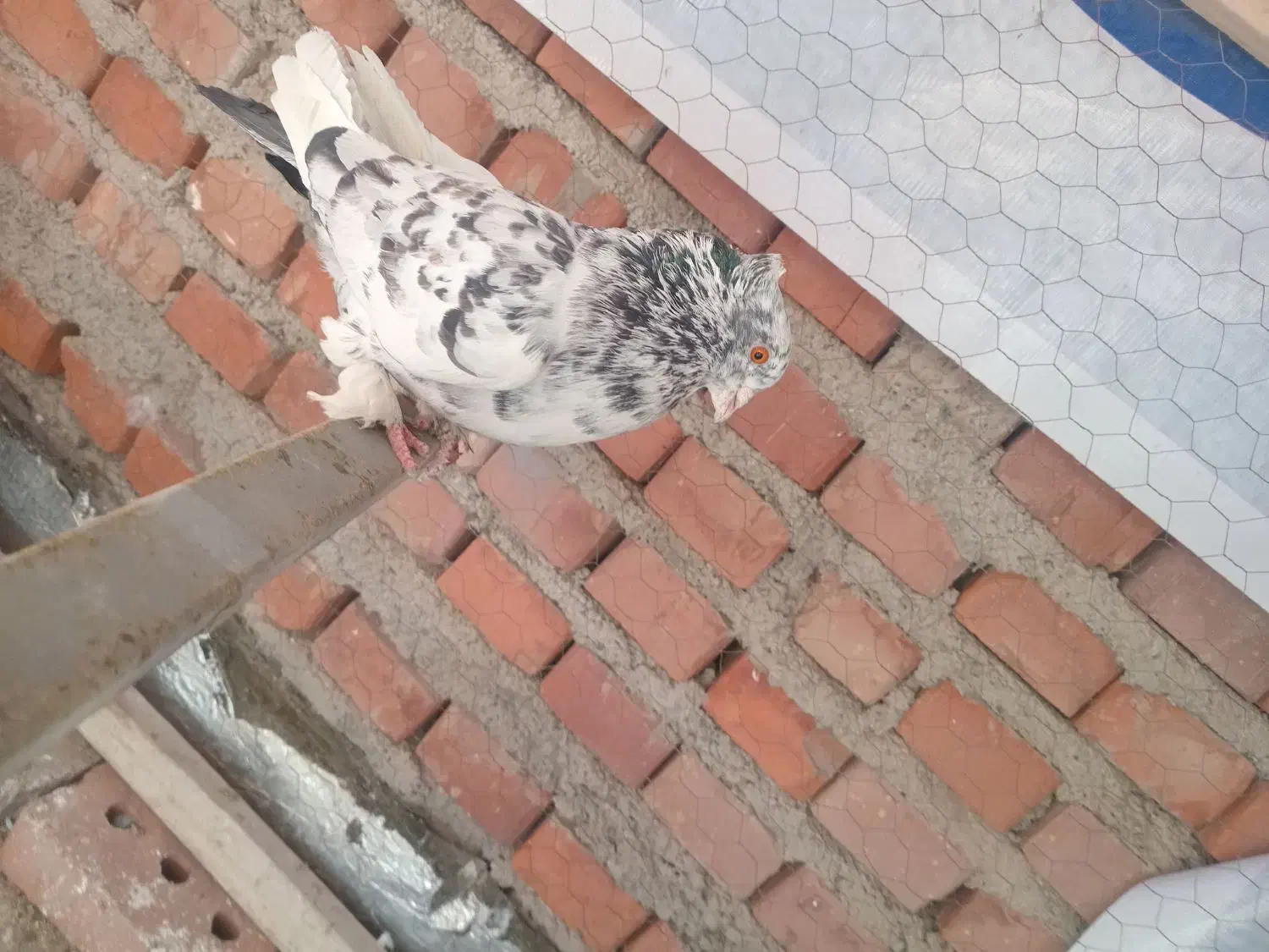 کبوتر|پرنده|نقده, |دیوار