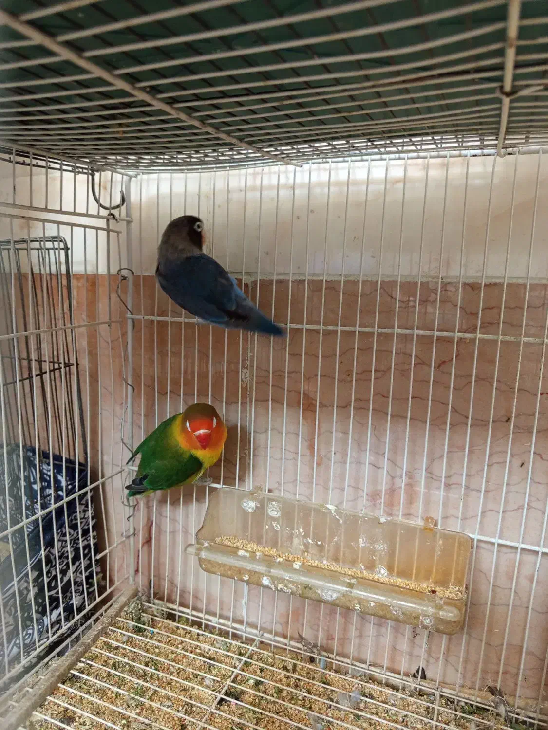 کوتوله برزیلی|پرنده|شیراز, گویم|دیوار